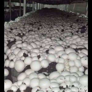 Mushroom