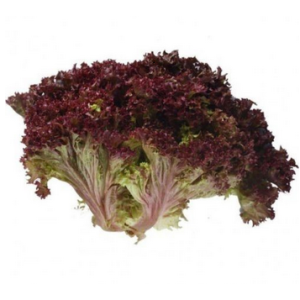 Lolla Rossa Lettuce Seeds
