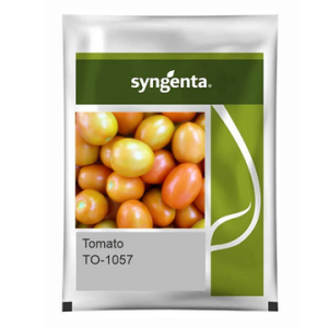 Tomato Seeds- 3000 Seeds
