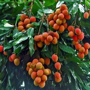 Lichi - Litchi Layering I Grafted I Hybrid Verity I Live Plants I Tree