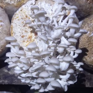 ऑयस्टर मशरूम या ढिंगरी की खेती