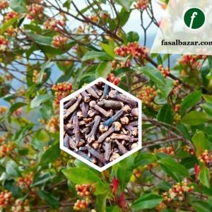 Flowering Herbs Plant