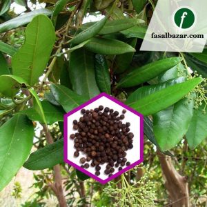 Pimenta Dioica spice scented leaf Spice Plants Tree1