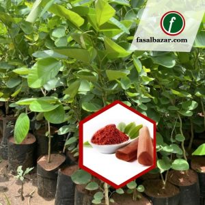 Red Sandalwood Chandan plant Tree