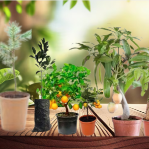 Fruit Plants