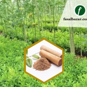 White Sandalwood Chandan Avenue Plants