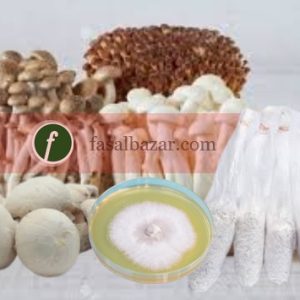 Mushroom Spawn Seeds