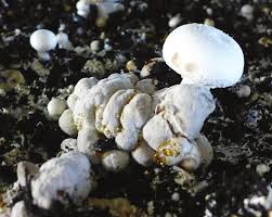 Dry Bubble in Button Mushroom