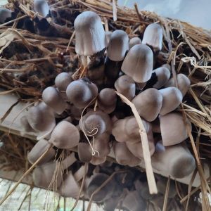 पुआल मशरूम (पैडीस्ट्रा) की खेती