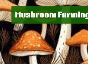 Mushroom Farming
