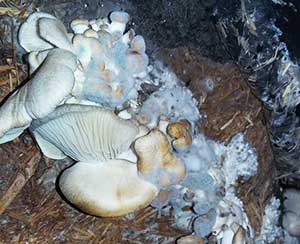 Dry bubble in Oyster