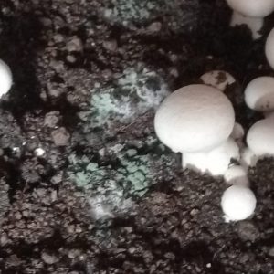Green Mold in Button Mushrooms