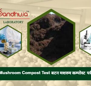 बटन मशरुम कम्पोस्ट में पोषण तत्वों का परीक्षण
