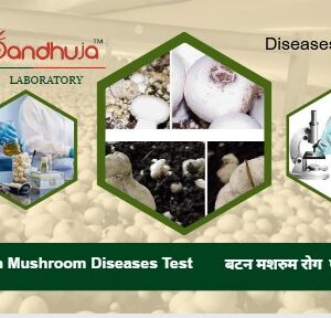 सामान्य बटन मशरुम के उत्पादन के समय आये रोग परीक्षण